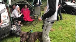 Dog sex mounts guy on command