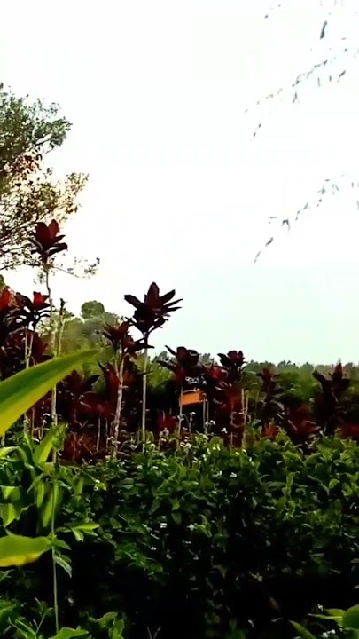 suasana dikebun hanjuang