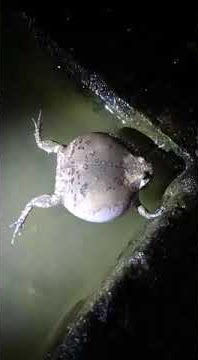 Katak berbalon  swaranya tung dung tung dung..