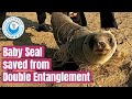 Baby Seal caught in two different entanglements