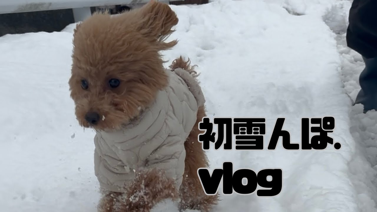 人生初の雪に大興奮なトイプードル麦🐶❄️