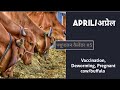 अप्रैल के महीने में पशुओं की देखभाल कैसे करें | Vaccination of cow buffalo | पशुपालन कैलेंडर #5