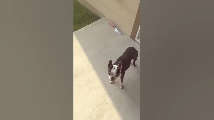 Fetch lulu, fetch... Bad dog.