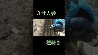 No17 2022年3月下旬3寸人参種蒔き Saginseng Seeds Sown Late March, 2022 Resimi