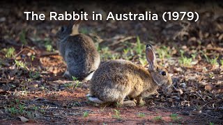 The Rabbit in Australia (1979)