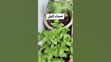 ما شاء الله النعنع البري 