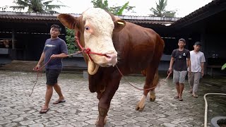 ALMOST 4R!! 2 BALD COWS ARRIVE AT SETIA FARM - Jumbo Qurban Cows
