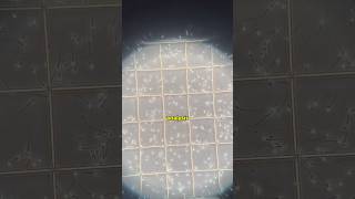 Embryologist Michelle Shares Some Male Fertility Info