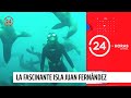 Juan Fernández: La isla más fascinante de Chile | 24 Horas TVN Chile