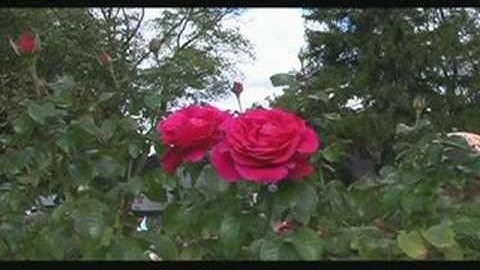 AVI: VirtualDubMod, deinterlace, resize 720x480, x264 @ 5000kbs