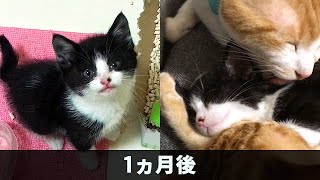 子猫を保護してから1ヵ月の記録