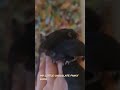 Enjoying some quality time with my fancy chocolate mice #petvideos #fancymice #mice #mouse