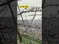 #살구꽃이 활짝 #봄이다 #살구자두 #청년농부 #바우농원 #아빠와아들 #굴삭기작업 #호구바우