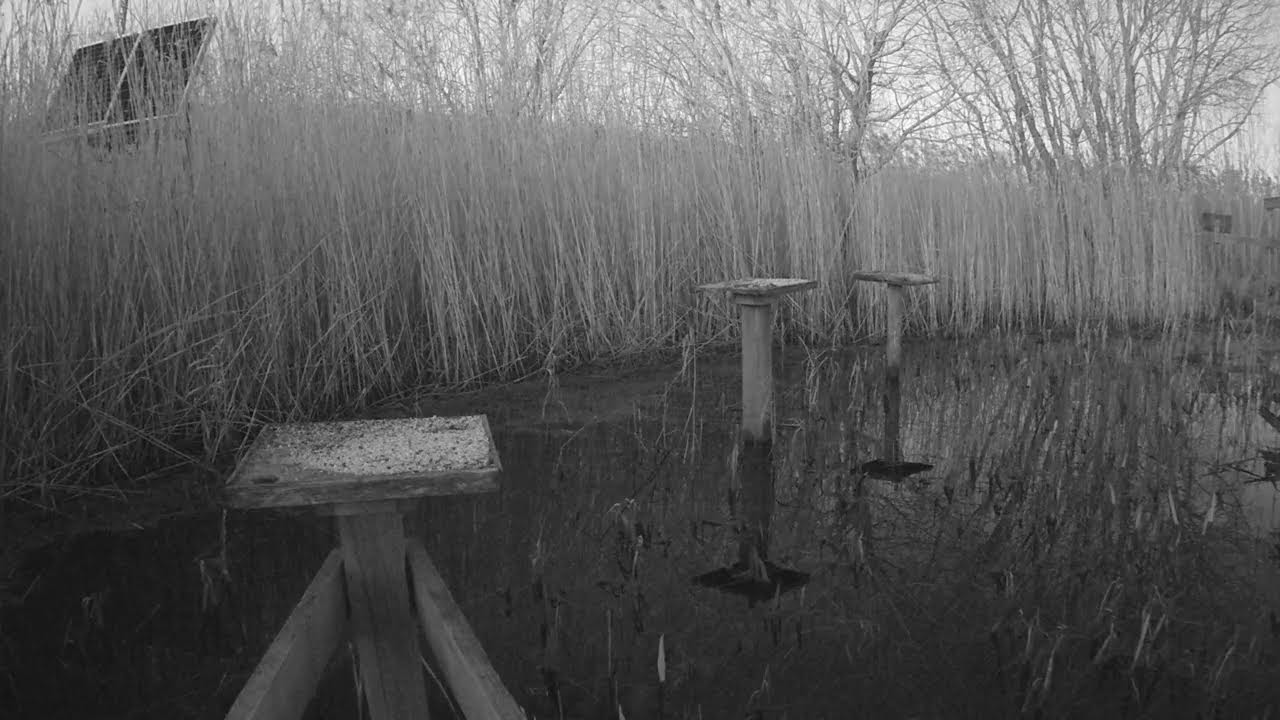 RSPB Leighton Moss Grit Trays Live Stream