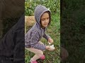 Ciupercă de câmp, Agaricus campestris