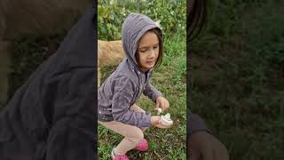 Ciupercă de câmp, Agaricus campestris