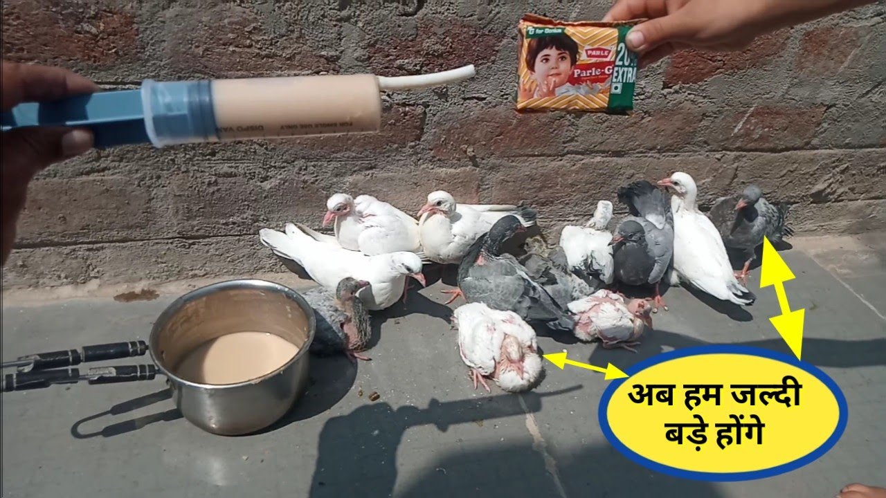 कबूतर के बच्चे को जल्दी बड़ा करने का सबसे आसान तरीका 10 रूपये के बिस्किट से #kabootarcare