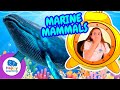 Oceanic Mammals and Conservation Quiz