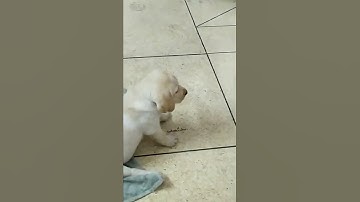 How to train your puppy- blooper.... #jerrylabrador #labrador #shorts #labpuppy #puppy #short #dog