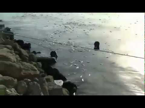 Video: Kaliforniya Limanında Kütləvi Balıq Ölümü