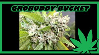 harvest crop king seeds white widow purple kush
