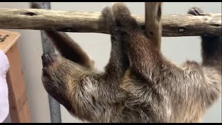 Honey building strength on the climbing structure