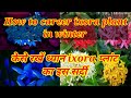 How to care ixora plant in winter season and which frtilajer ?🤔#new #gardening #trending