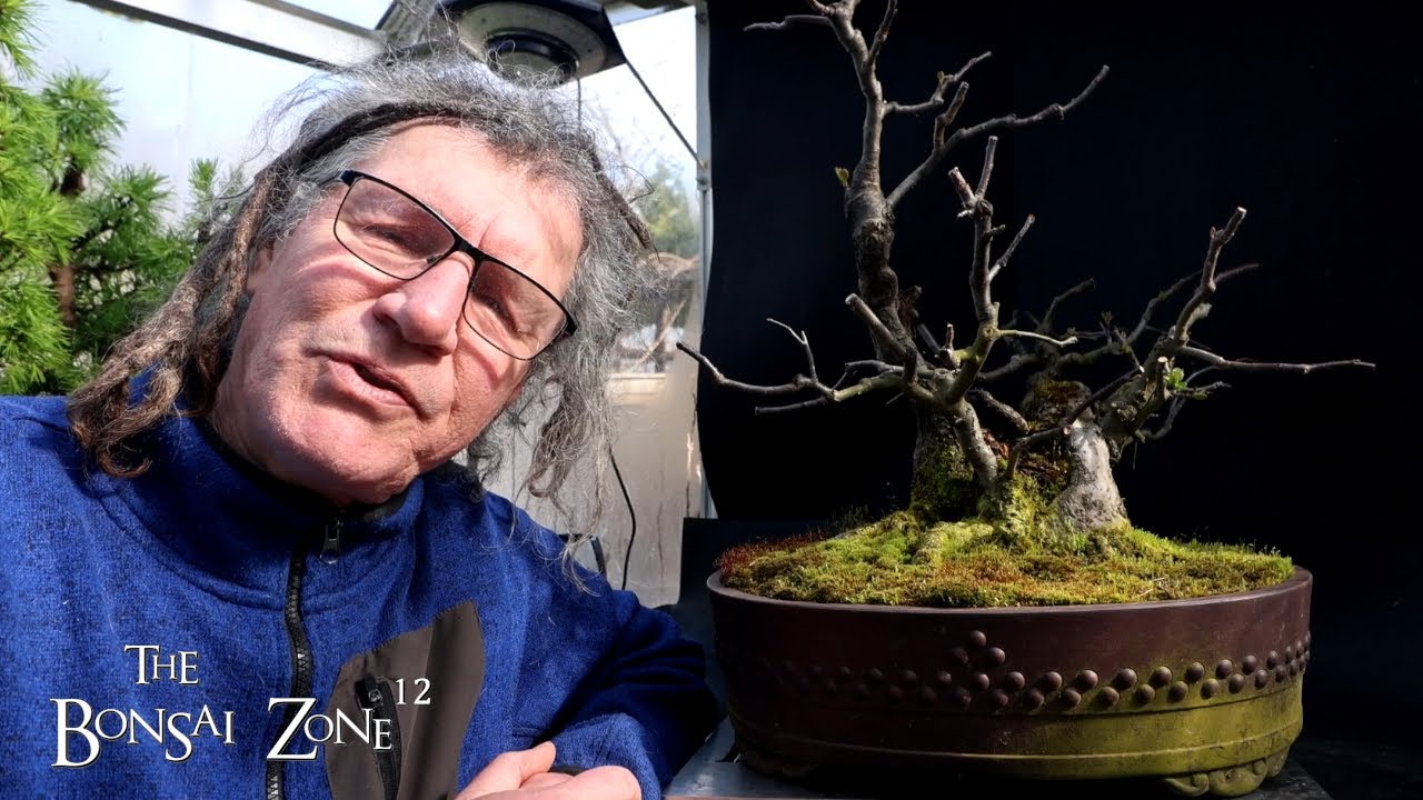 Repotting My Apple Tree, The Bonsai Zone, April 2025