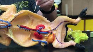 Fetal Pig Model Tour 2017