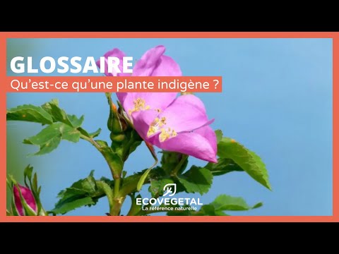 Video: Wat is emaskulasie in plante?