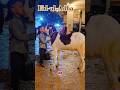 Eid Ul Adha Aayi Hai Bakraeid Bakraeid2025 Bakraeidspecial Bakra Goats Trending Biggoats 