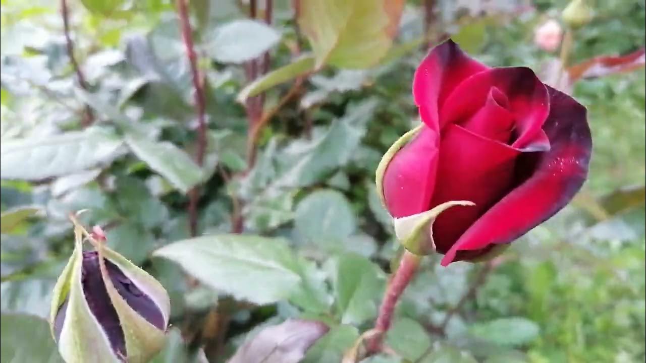 Чайно-гибридная роза Норита - YouTube