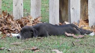 Great Pyredane ~ Dane/Pyrenees Hybrid ~ Jemma 7 weeks