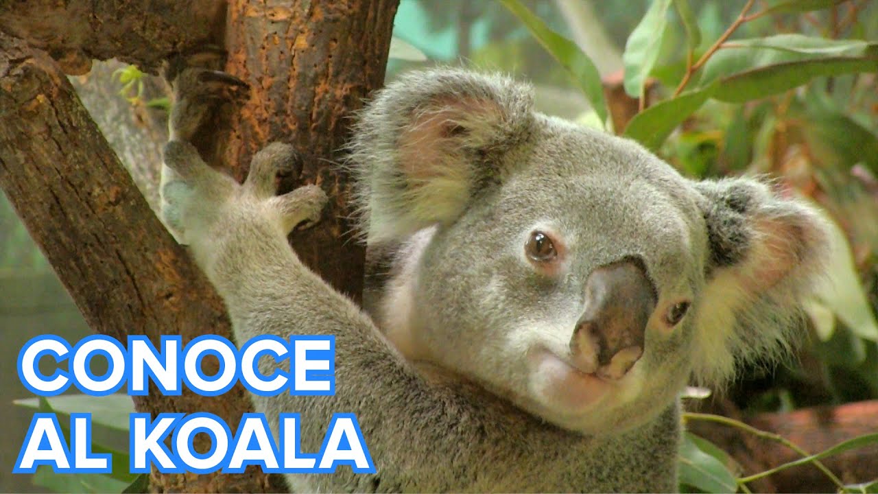 Debido a su aspecto de osito de peluche, en ocasiones se le conoce como oso koala,​ aunque realmente no est emparentado con este animal, ya que es un marsupial (completan gran parte de su crecimiento agarrados a las glndulas mamarias del interior de la bolsa marsupial o marsupio, como los canguros), no un rsido (mamfero carnvoro de gran tamao, generalmente omnvoro ya que, a pesar de su temible dentadura, come frutos, races e insectos, adems de carne.).