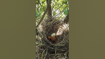 sarang burung cendet di alam liar,baru satu yang menetas#shorts