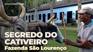 Não assista esse vídeo se você é sensível - Fazenda São Lourenço