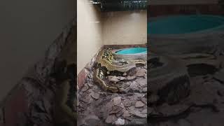 sleeping Python #shorts #python #snake