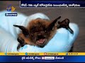 ICMR study finds presence of 'Bat Coronavirus' in two Indian Bat species