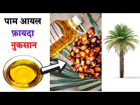 पाम तेल के फायदे और नुकसान | Palm Oil Is Good Or Bad For