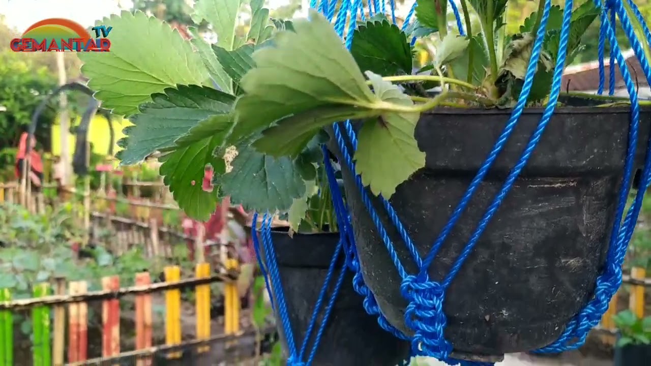 Dokumen lomba rumah sehat dan aku hatinya PKK desa gemantar tahun 2023