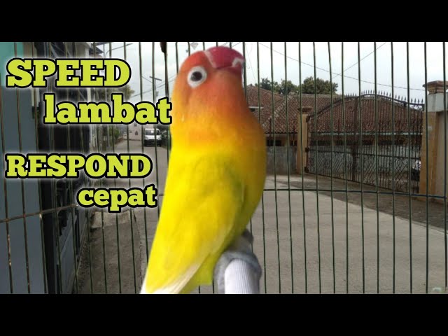 masteran lovebird ngekek speed lambat,cocok  untuk pancingan semua jenis labet class=