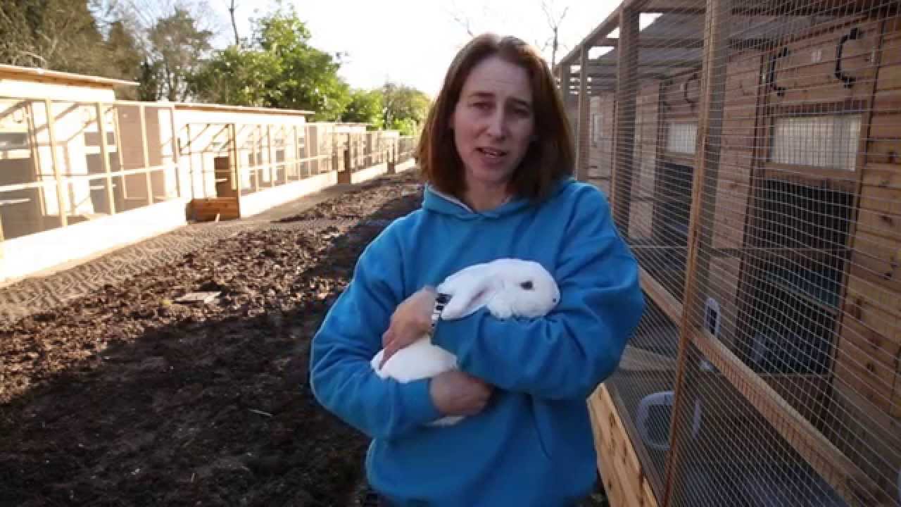 Heartless council to make dozens of rabbits homeless for Easter - YouTube