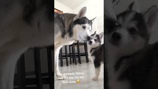 The first moment Gohan met his son for the first time 🥹 #dog #husky #puppy