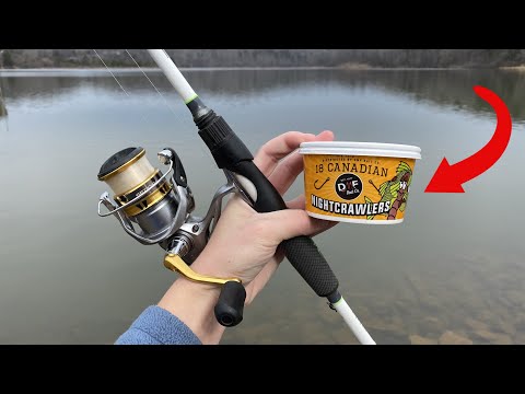 Winter BANK Fishing with Nightcrawlers! (WHAT Can I Catch?!) 