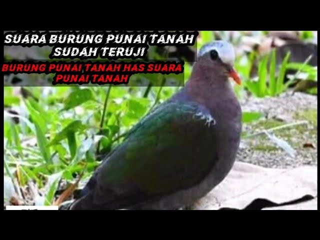 Download Suara Burung Punai Tanah Mp3 Mp4 3gp Flv Download Lagu