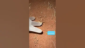 شاهد لحظة لدغ العقرب 