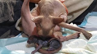 Birth Time❗Cat Giving Birth to Kittens  Emotional Moments | Proud Cat Mommy