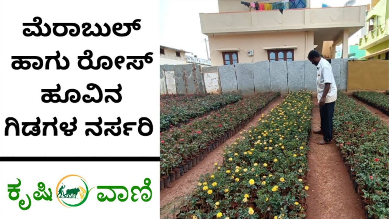 ಮೆರಾಬುಲ್ ಹಾಗು ರೋಸ್ ಹೂವಿನ ಗಿಡಗಳ ನರ್ಸರಿ | Merabull and Rose Nursery | Yogitha Nursery |