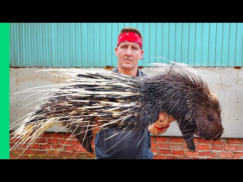 Farming and Eating Vietnam's Most Dangerous Animal!!