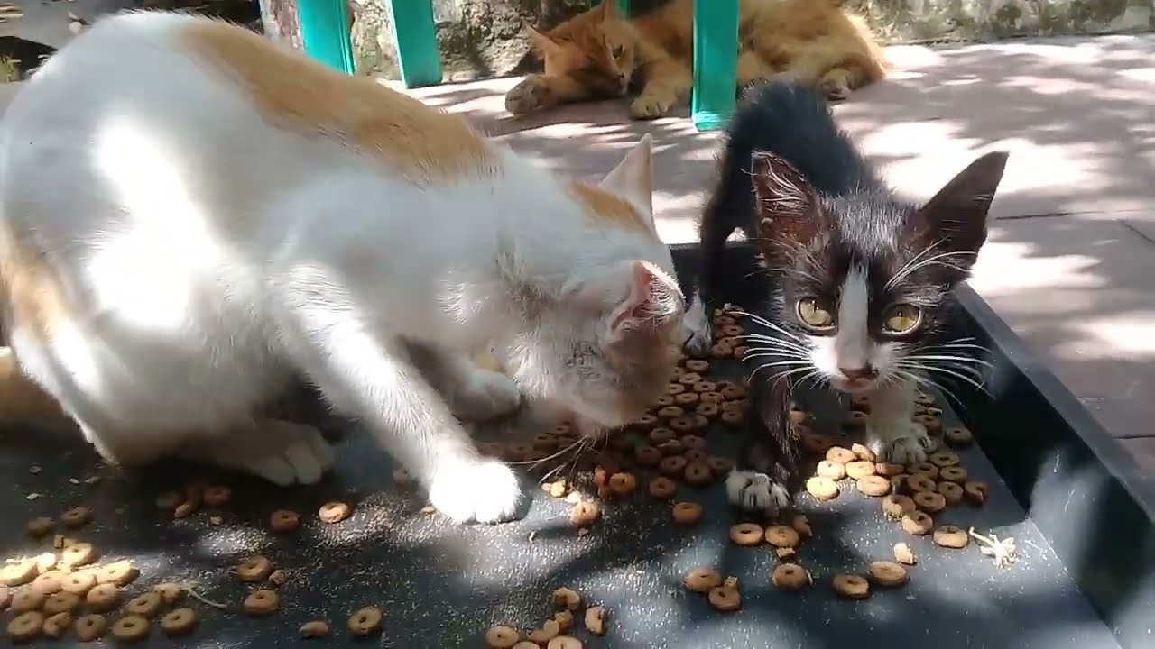 Kittens And Adult Cat Eat And Drink During The Day YouTube Kittens And Adult Cat Eat And Drink During The Day YouTube